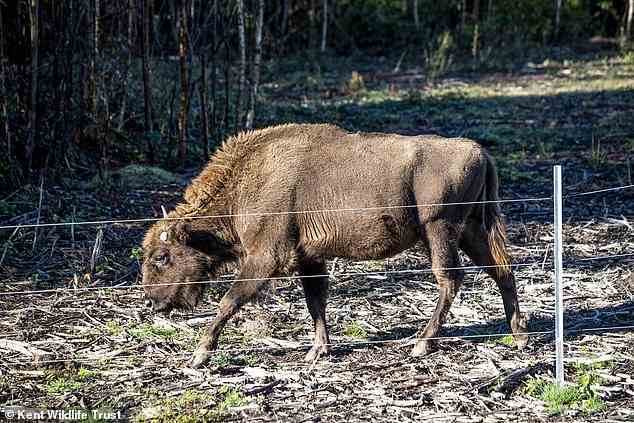 Die Wiederansiedlung von Bisons ist die Initiative Wilder Blean, eine Zusammenarbeit zwischen dem Kent Wildlife Trust und den Wohltätigkeitsorganisationen des Wildwood Trust