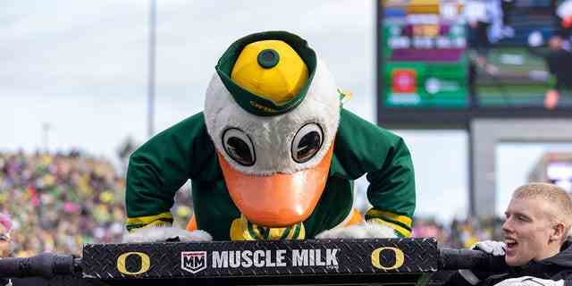Puddles, das Maskottchen der Oregon Ducks, macht in der zweiten Hälfte im Autzen Stadium am 22. Oktober 2022 in Eugene, Oregon, Liegestütze.