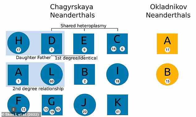 Relationships of the Chagyrskaya and Okladnikov remains. Each circle/square represents an individual (blue for Chagyrskaya, orange for Okladnikov). Squares indicate that the individual is male and circles indicate that the individual is female