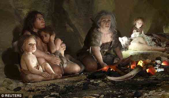The Neanderthals were a cousin species of humans but not a direct ancestor - the two species split from a common ancestor -  that perished around 50,000 years ago. Pictured is a Neanderthal museum exhibit