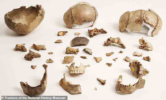 Schädelschalen und andere Fragmente aus Gough's Cave.  Die für diese Studie analysierte Gough's Cave-Person war weiblich und lebte vor etwa 14.900 Jahren