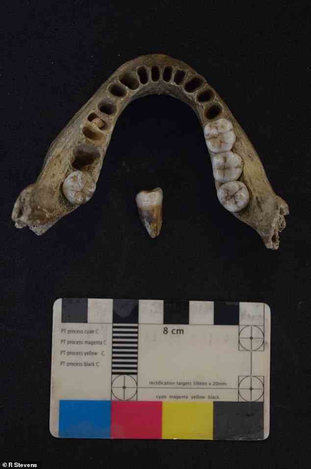 Menschlicher Kiefer aus Kendricks Höhle, datiert auf 13.600 Jahre.  Die bisher älteste bekannte menschliche DNA aus Großbritannien wird in einem in Nature Ecology & Evolution veröffentlichten Artikel vorgestellt