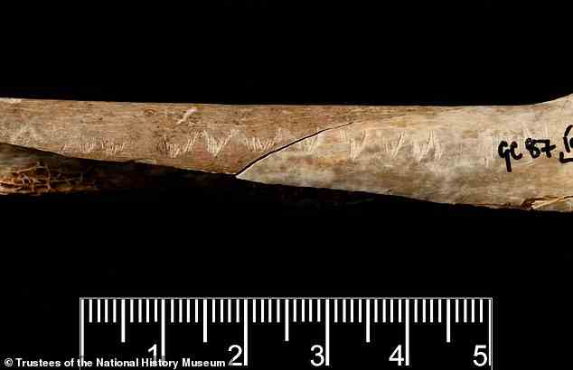 Nahaufnahme des Gough-Höhlenknochens, der einst einem weiblichen Individuum gehörte, das vor etwa 15.000 Jahren lebte