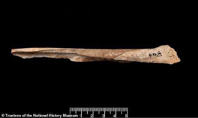 Graviertes menschliches Schläfenbein aus der Gough-Höhle in Somerset, analysiert für diese neue Studie