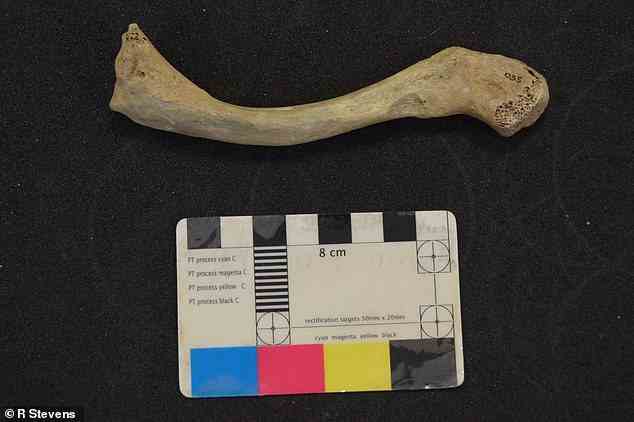 Menschliche Überreste aus der Kendrick-Höhle (Nordwales), die etwa 13.600 Jahre alt sind