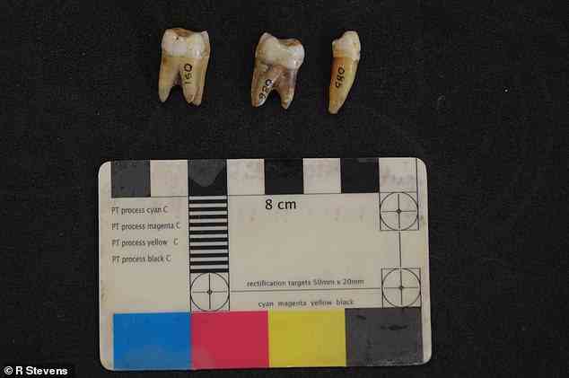 Menschliche Zähne aus der Kendrick-Höhle (Nordwales), die etwa 13.600 Jahre alt sind.
