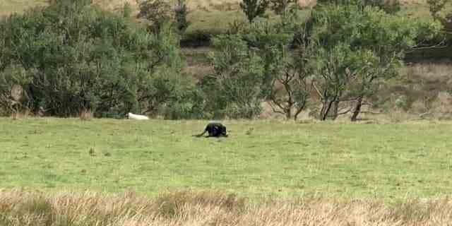 Ein jugendlicher Camper hat Aufnahmen einer großen Katze gemacht, die sich an einem schönen Ort von einem toten Schaf ernährt, was Befürchtungen auslöst, dass ein Panther durch die britische Landschaft streift