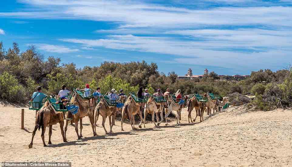 Während Sie in Gran Canaria angedockt sind, können Sie die sanften Sanddünen von Maspalomas auf einem Kamel überqueren (im Bild)