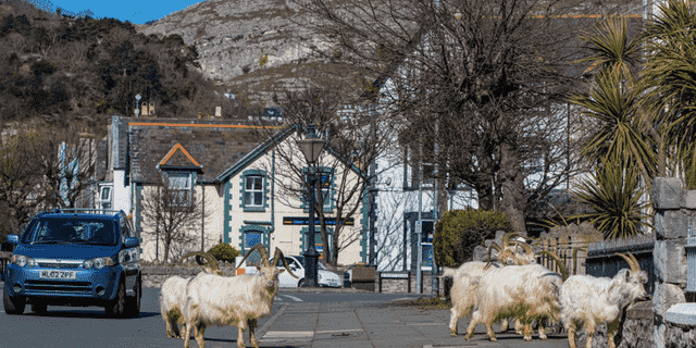 Im Jahr 2020 war ein Rudel Kashmiri-Ziegen von der nahe gelegenen Küste nach Llandudno, Wales, gelangt und in den abgesperrten Straßen der Stadt geblieben.