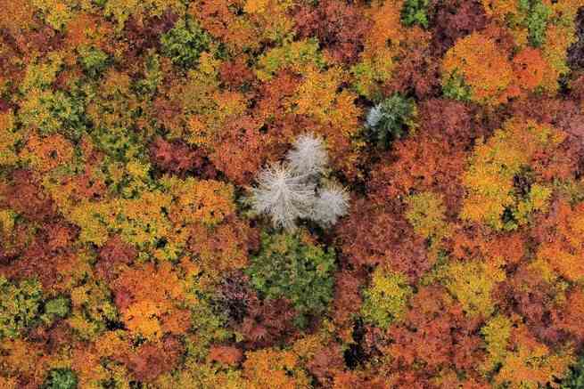 Eine Luftaufnahme von herbstfarbenen Bäumen, die einen kleinen Bestand toter Bäume umgeben, die durch einen Borkenkäferbefall und Dürre zerstört wurden, in der Nähe von Schierke, Deutschland, am 23. Oktober 2022