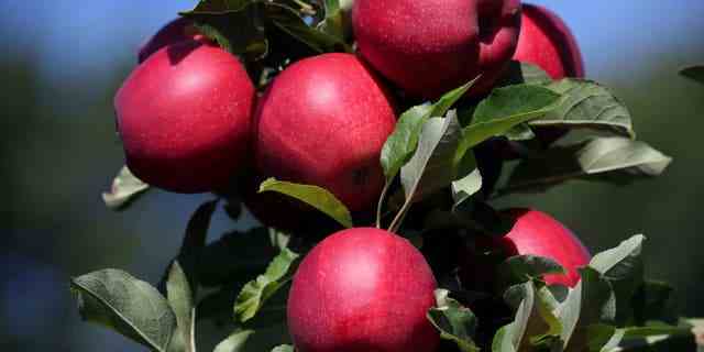 Apples in an orchard at Cider Hill Farm in Amesbury, Massachusetts, on Sept. 7, 2020.  