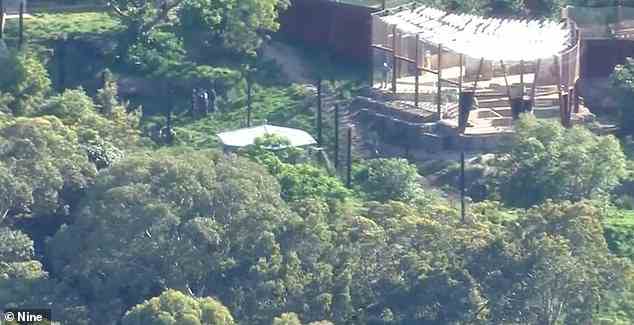 Vier Löwen sind aus ihrem Gehege im Taronga Zoo in Sydney geflohen (Bild, Polizei am Zaun in der Nähe des Löwen-Beobachtungsbereichs gesehen)