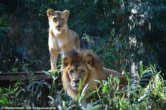 Die fünf entflohenen Löwen lösten einen Code-1-Alarm aus, waren aber einige Stunden später wieder in ihrem Gehege (Bild, Taronga-Löwen).