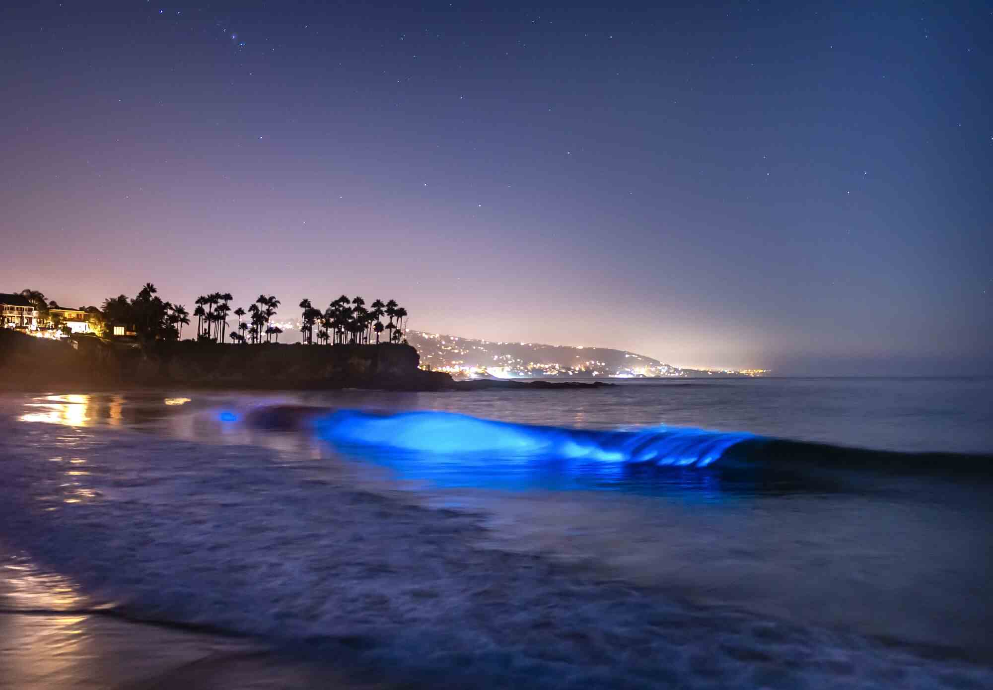 Biolumineszierendes Leuchten in einer Welle, die auf einen Strand zusteuert.  Im Hintergrund sind Bäume und Lichter auf einem Landvorsprung.