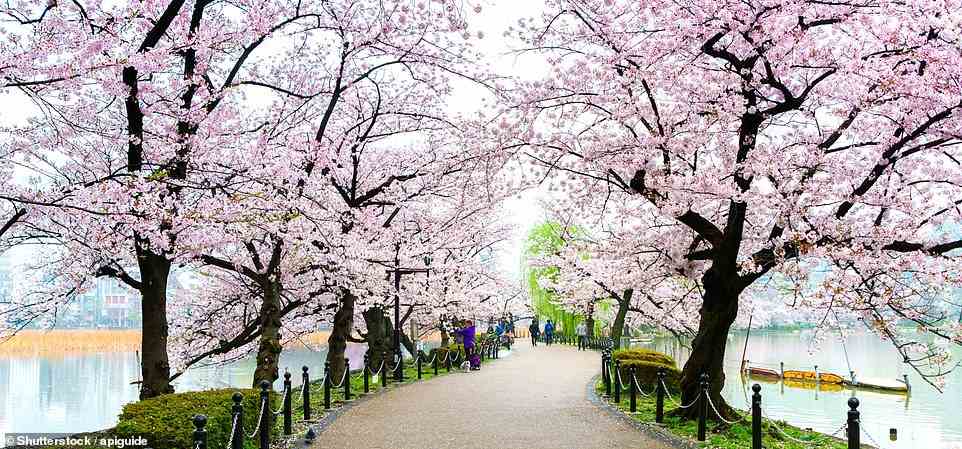 Oben abgebildet sind die berühmten Kirschblüten des Ueno-Parks in Tokio, die jedes Jahr von rund 10 Millionen Menschen besucht werden