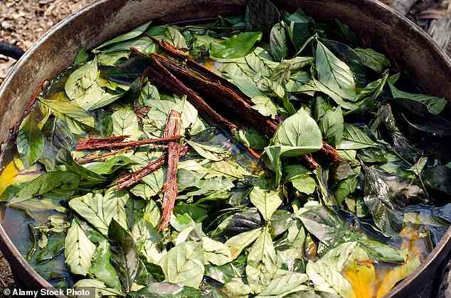 DMT kann geraucht, geschnupft oder in „Ayahuasca“ gemischt werden – eine traditionelle amazonische Pflanzenmedizin, die von einigen Stämmen verwendet wird, um „spirituelle Erleuchtung“ zu bringen (Bild).