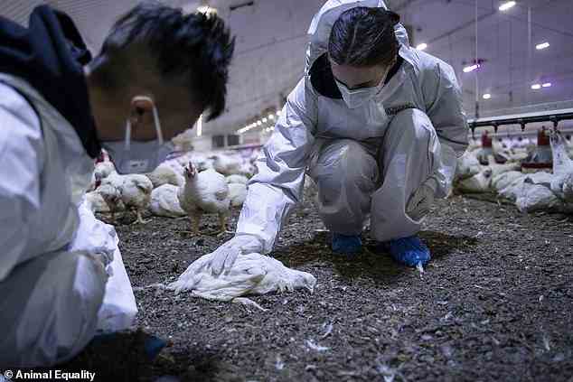 Solche Farmen, in denen Tiere wie Hühner unter beengten, schmutzigen Bedingungen gehalten werden und oft monatelang unter Schmerzen leiden, bevor sie geschlachtet werden, sind umstritten