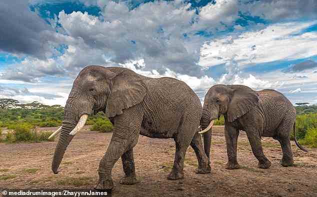 Elefanten sind für ihr kräftiges Gebrüll bekannt, bei dem sie ihre Rüssel in die Luft werfen, aber diese majestätischen Kreaturen geben auch niederfrequente Geräusche ab, die vom menschlichen Ohr unbemerkt bleiben.  Die KI ist jedoch in der Lage, den Ton aufzunehmen und zu entschlüsseln