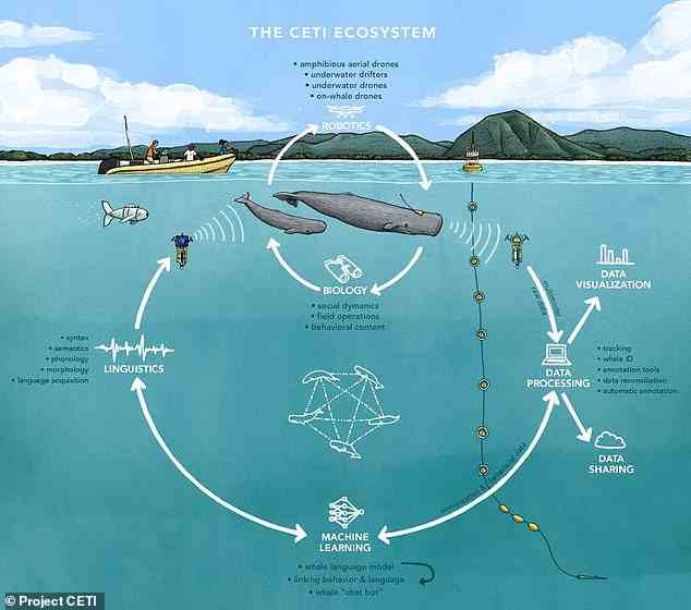 Das Projekt CETI (Cetacean Translation Initiative), das im Oktober 2021 gestartet wurde, nutzt KI auch, um Klickgeräusche oder „Codas“ zu interpretieren, die Pottwale machen, um miteinander zu kommunizieren