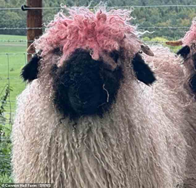 Die Gruppe Schweizer Walliser Schafe auf einer Farm in South Yorkshire hat jetzt eine urkomische rosa Frisur