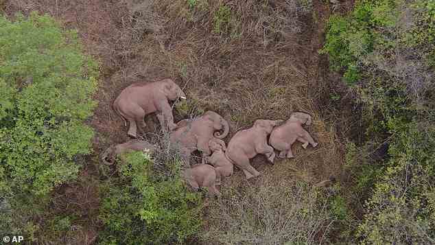 Die wandernde Herde wilder asiatischer Elefanten sieht erschöpft aus, als sich die Gruppe zusammen in einem Wald niederlegt, ihre Beine und Rüssel ausgestreckt über den Boden