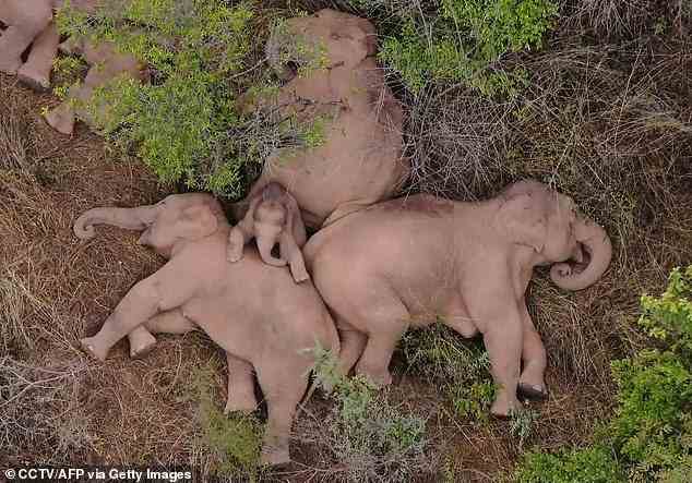 Ein Elefantenbaby liegt ausgestreckt auf dem Rücken eines schlafenden Elefanten, während sich die Tiere nach ihrer 300-Meile im Juni ausruhen