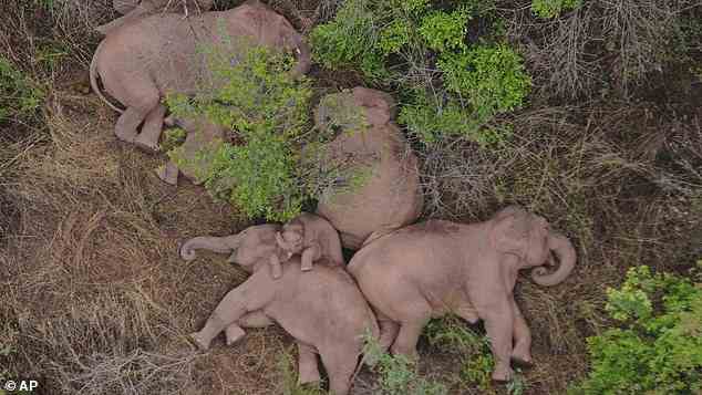 Ein Elefantenbaby sieht zufrieden aus, als es im Juni seine Vorderbeine auf dem Rücken eines anderen schlafenden Elefanten im Wald abstützt