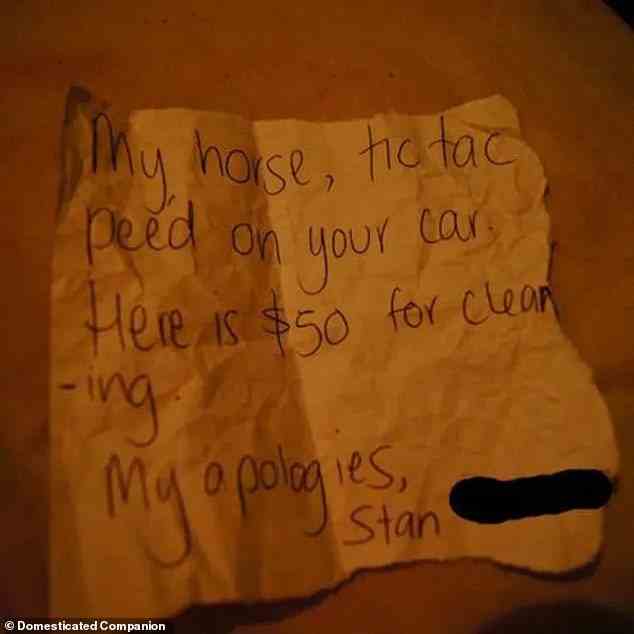 Diese Person in den USA hinterließ ihrem Nachbarn eine Notiz und 50 Dollar, nachdem ihr Pferd auf ihr Auto uriniert hatte