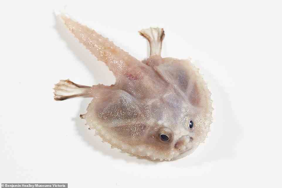 The batfish has a tiny 'fishing lure' tucked into their hollow snout that it can wiggle about to attract prey