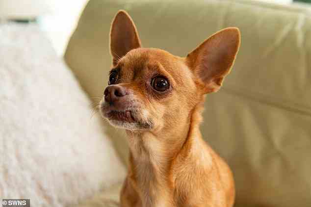 Louie ist erst 10 Jahre alt und Chihuahuas können 16 oder 17 Jahre alt werden, und seit seiner Operation hat er große Fortschritte gemacht