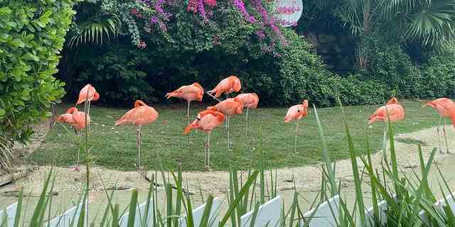 Ein Schwarm Flamingos in der Nähe, wo sich die Gäste von Crypto Bahamas zu morgendlichen Yoga-Sitzungen versammelten.