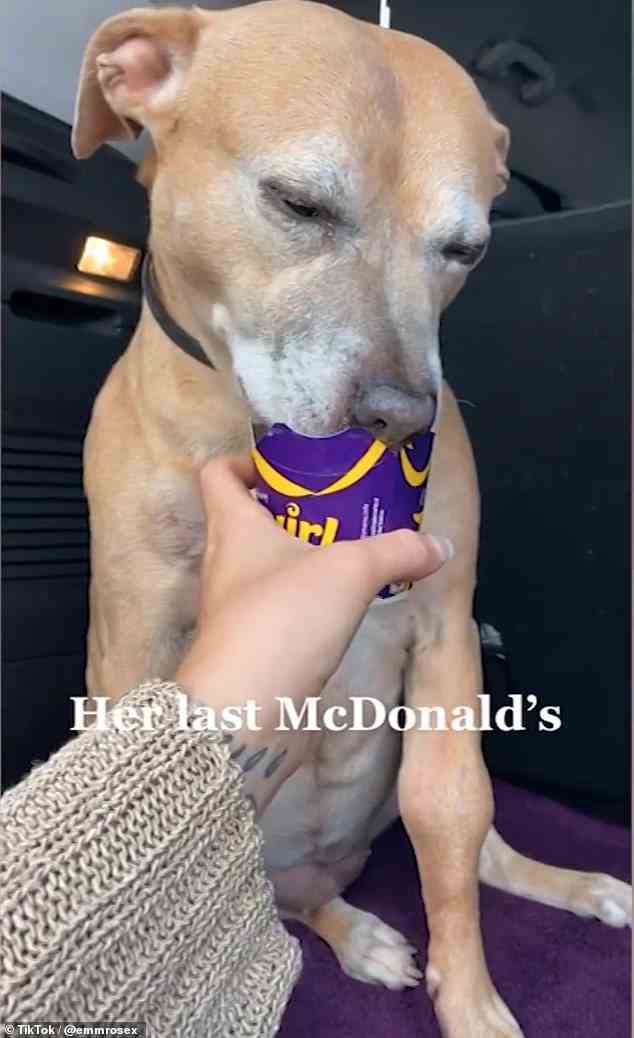 Als letzte besondere Leckerei genoss Molly einen Cheeseburger und ein McFlurry-Eis von McDonalds