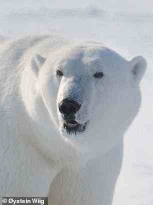 Als Folge des schmelzenden Meereises aufgrund der globalen Erwärmung ist bekannt, dass Eisbären (im Bild) auf der Suche nach mehr Nahrung ins Landesinnere vordringen