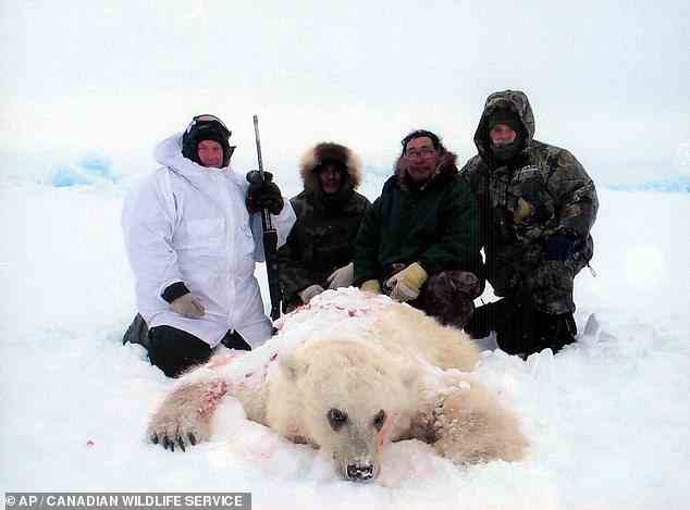 Brolarbären wurden erstmals 2006 in freier Wildbahn gesehen, als arktische Jäger einen Weißbären mit braunen Flecken in Kanada töteten (Bild).