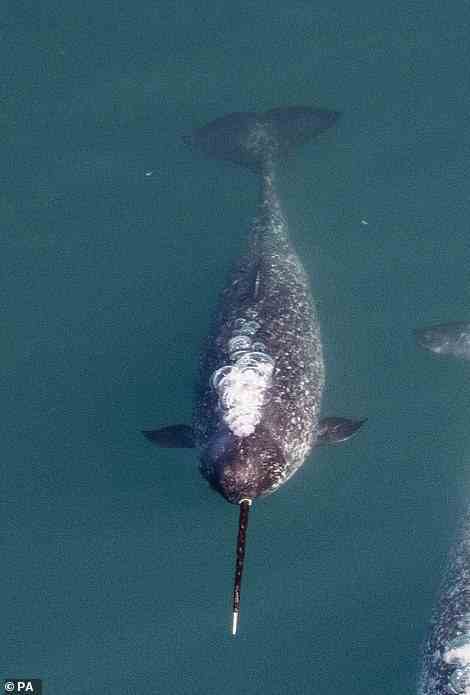 Both beluga whales and narwhals (pictured) inhabit the Arctic Ocean and peripheral sea, and are from a whale family called monodontidae