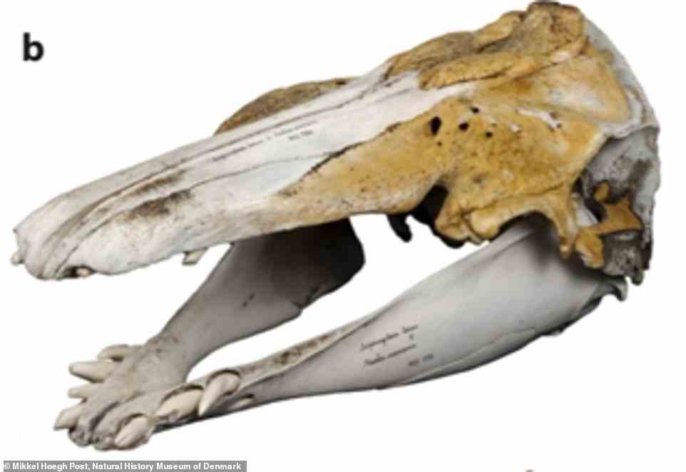 DNA analysis confirmed that a unique skull (pictured) that was long thought to be the remains of a hybrid animal is indeed from the offspring of a beluga whale and a narwhal