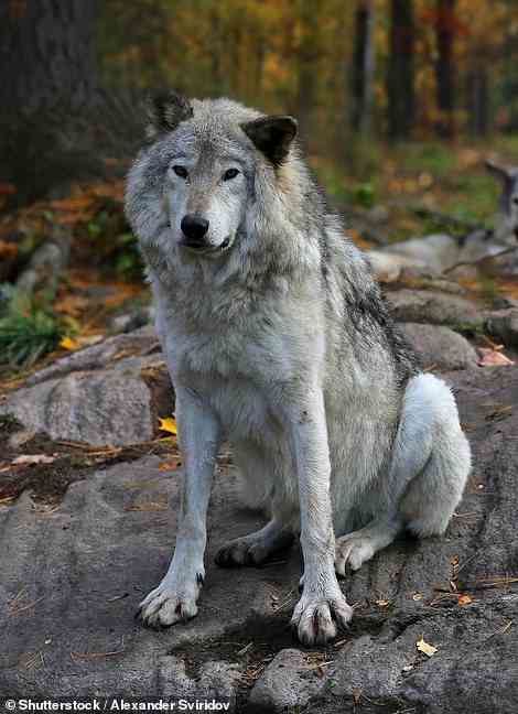 Eastern wolves (pictured) and coyotes bred to produce coywolves, which have now spread across the East Coast of the US