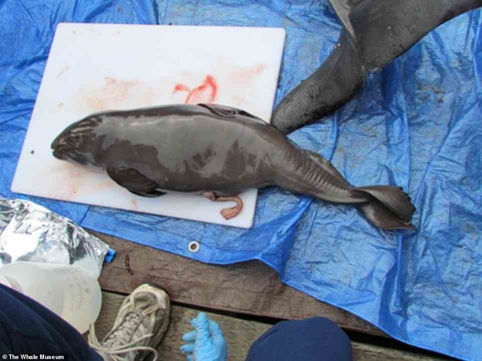 Experts believe harbour porpoises will move north as temperatures rise, which will further increase their chances of breeding with Dall's porpoises. Pictured: The full-term fetus carried by a hybrid porpoise