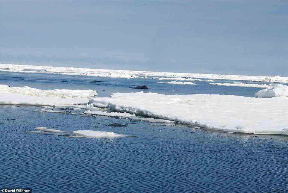 In 2009, the offspring of a bowhead whale and right whale (pictured) was spotted in the Bering Sea by David Withrow from the National Oceanic and Atmospheric Administration