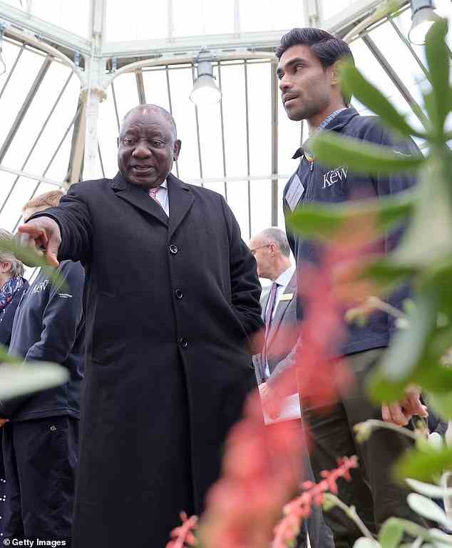 Herrn Ramaphosa wurden Pflanzen gezeigt, die in Südafrika beheimatet sind, als er bei seinem Staatsbesuch in Großbritannien eine Tour durch Kew Gardens machte