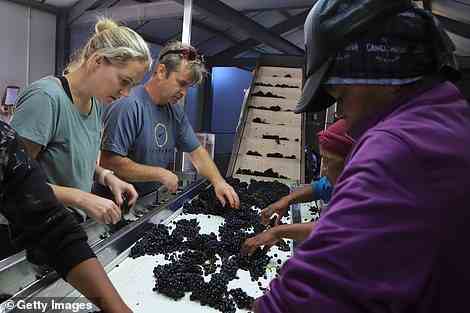 Produktionslinie: Sortierung von Trauben für den Weinhandel des Landes in der Weinregion Hemel-en-Aarde-Tal