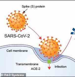 BtSY2 hat auch eine Rezeptorbindungsdomäne ¿ einen Schlüsselteil des Spike-Proteins, das verwendet wird, um sich an menschliche Zellen zu binden ¿, die SARS-CoV-2 ähnlich ist