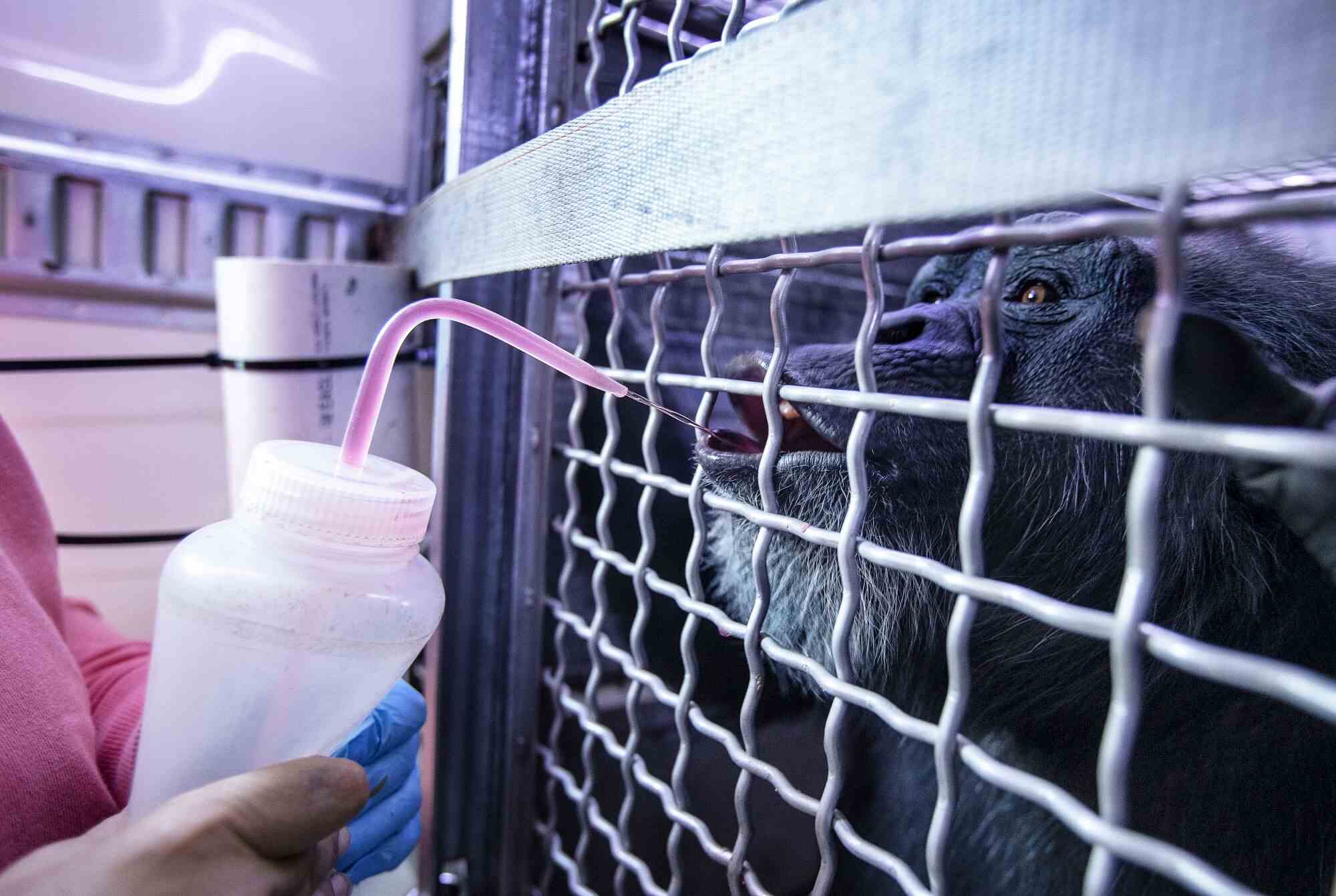 Ein Schimpanse, der einen Spritzer Gatorade durch das Metallgitter eines Käfigs trinkt