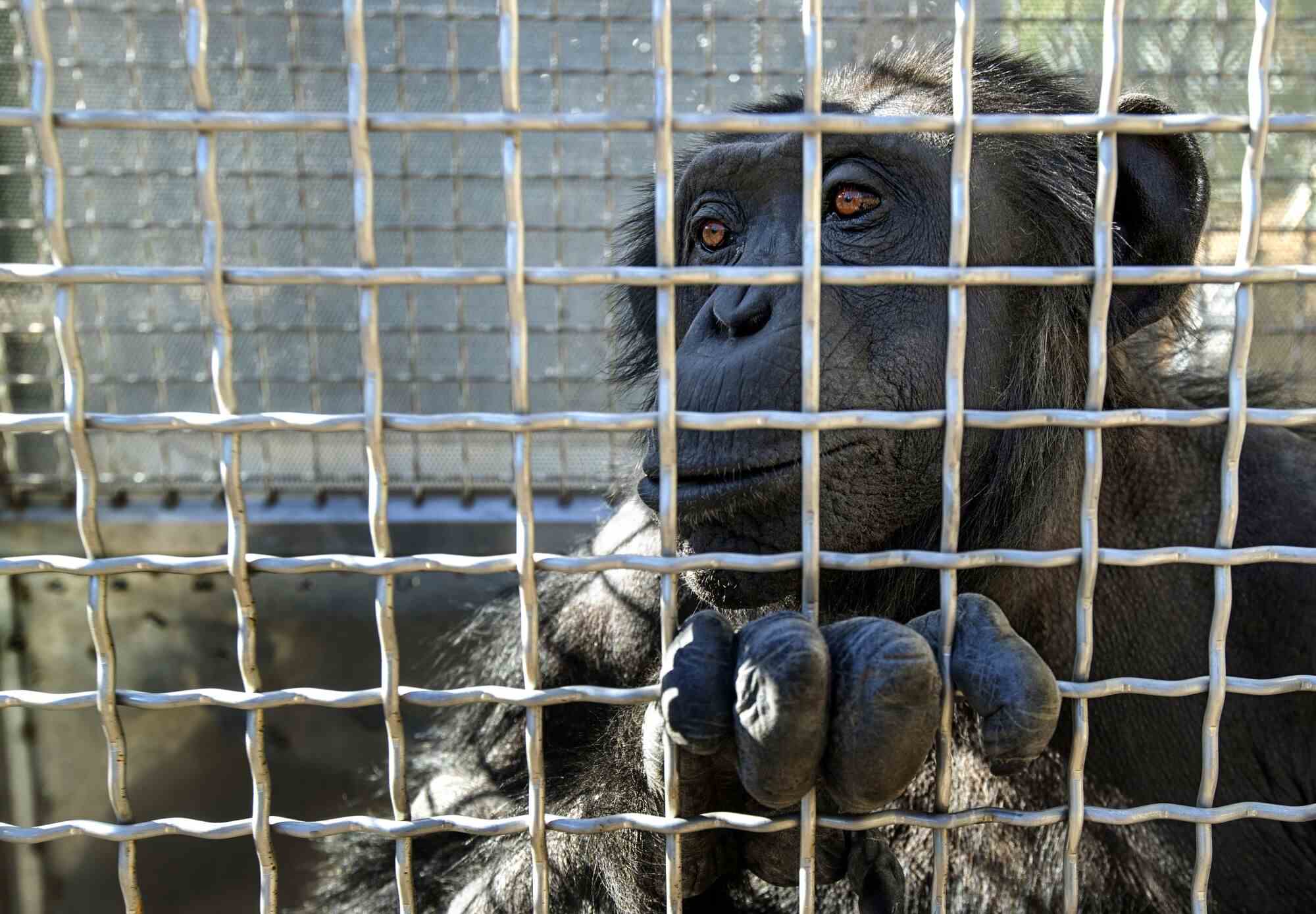 Ein Schimpanse mit den Fingern im Gitter eines Metallkäfigs