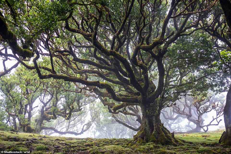 Laurisilva, oben, ist der größte Lorbeerwald der Welt.  Emma schreibt: „Von der UNESCO als Naturerbe klassifiziert, mit knorrigen Bäumen, Flechten und Moosen ist es eine eigene grüne Welt.“
