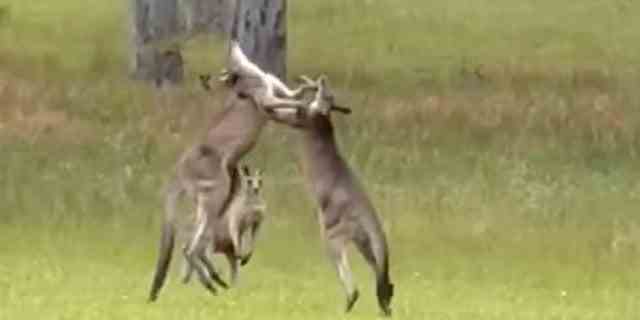 Zwei große und aggressive Kängurus erregten bei der Hochzeit eines Paares übermäßige Aufmerksamkeit.