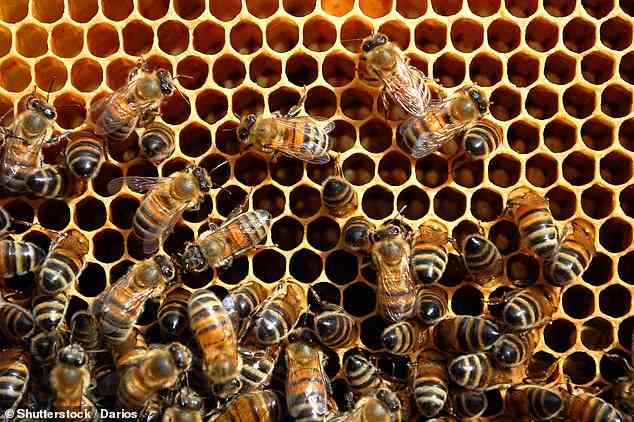 Ein Team aus deutschen Forschern hat KI darauf trainiert, den Wackeltanz von Honigbienen nachzuahmen.  Die KI nutzte die einzigartigen Signale, um die Bewegungen der Bienen im Bienenstock zu steuern