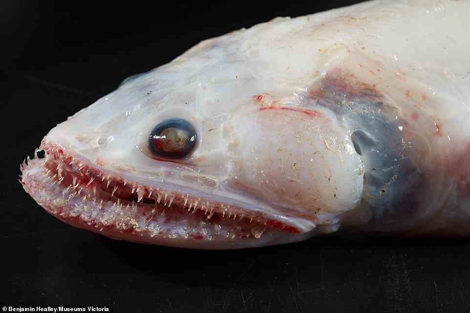 During their 6,800 mile (11,000 km) journey, the researchers came face-to-face with the Highfin Lizard fish, which possesses an ovotestis with both male and female functional reproductive tissue