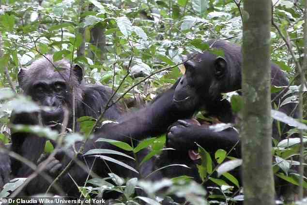 Seht euch dieses Blatt an, das ich gefunden habe!  Forscher haben Videobeweise einer erwachsenen weiblichen Schimpansin, Fiona (rechts), aufgenommen, die ihrer Mutter Sutherland im Kibale Forest, Uganda, ein Blatt zeigt.  Menschen und Schimpansen sind beide Menschenaffen (Hominidae) und Schimpansen sind unsere nächsten tierischen Verwandten