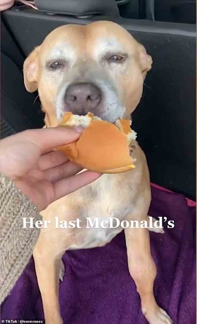 Ein Hundeleben: Molly wurde an ihrem letzten Tag ein echter Leckerbissen geschenkt – sie verschlang einen McDonald's-Käseburger im Kofferraum ihres Autos